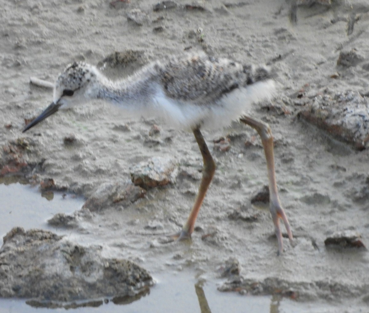 Black-winged Stilt - Prof Chandan Singh Dalawat