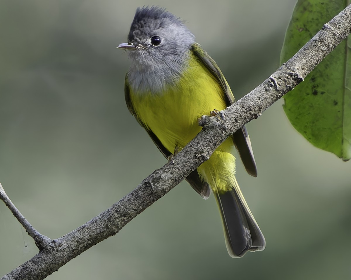 Gray-headed Canary-Flycatcher - Grant Price