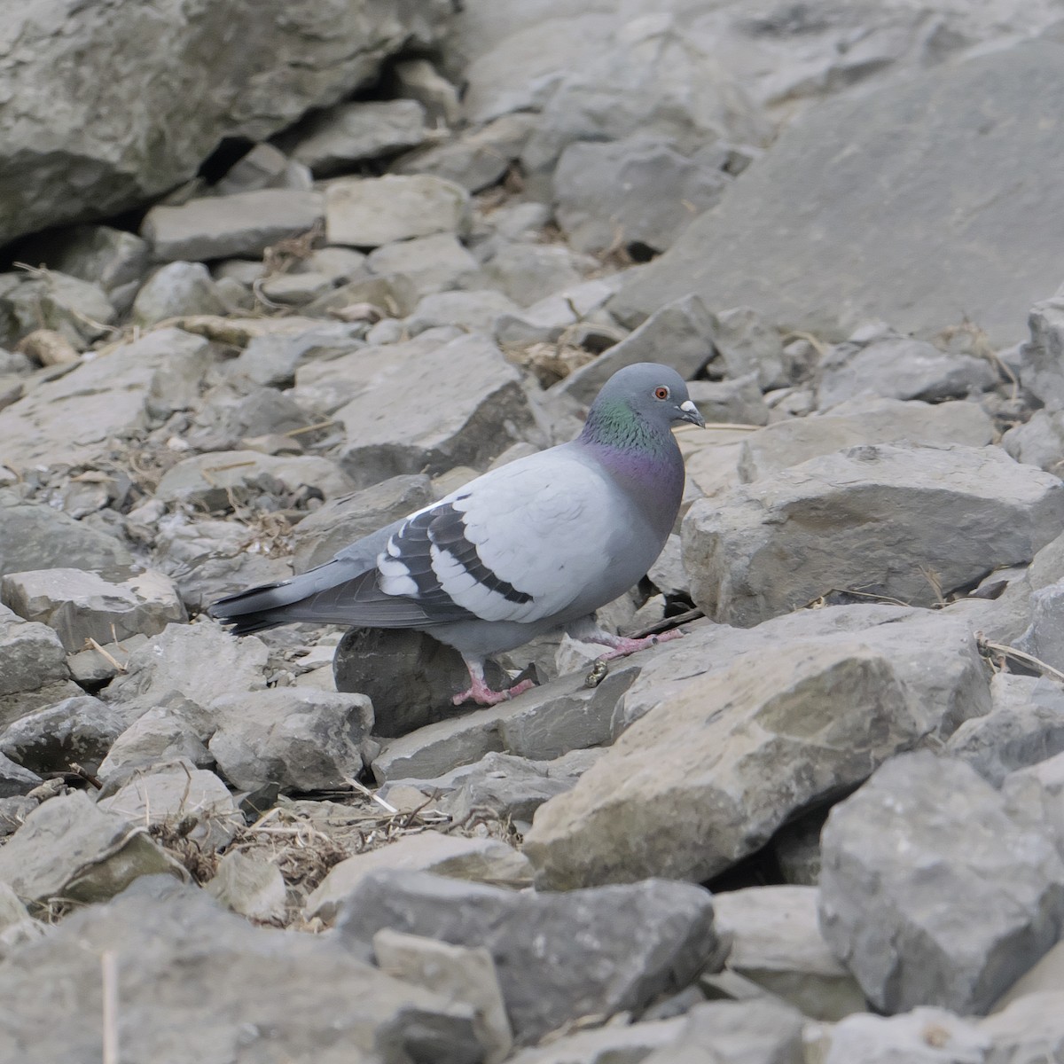 Rock Pigeon (Feral Pigeon) - Guillaume Charette