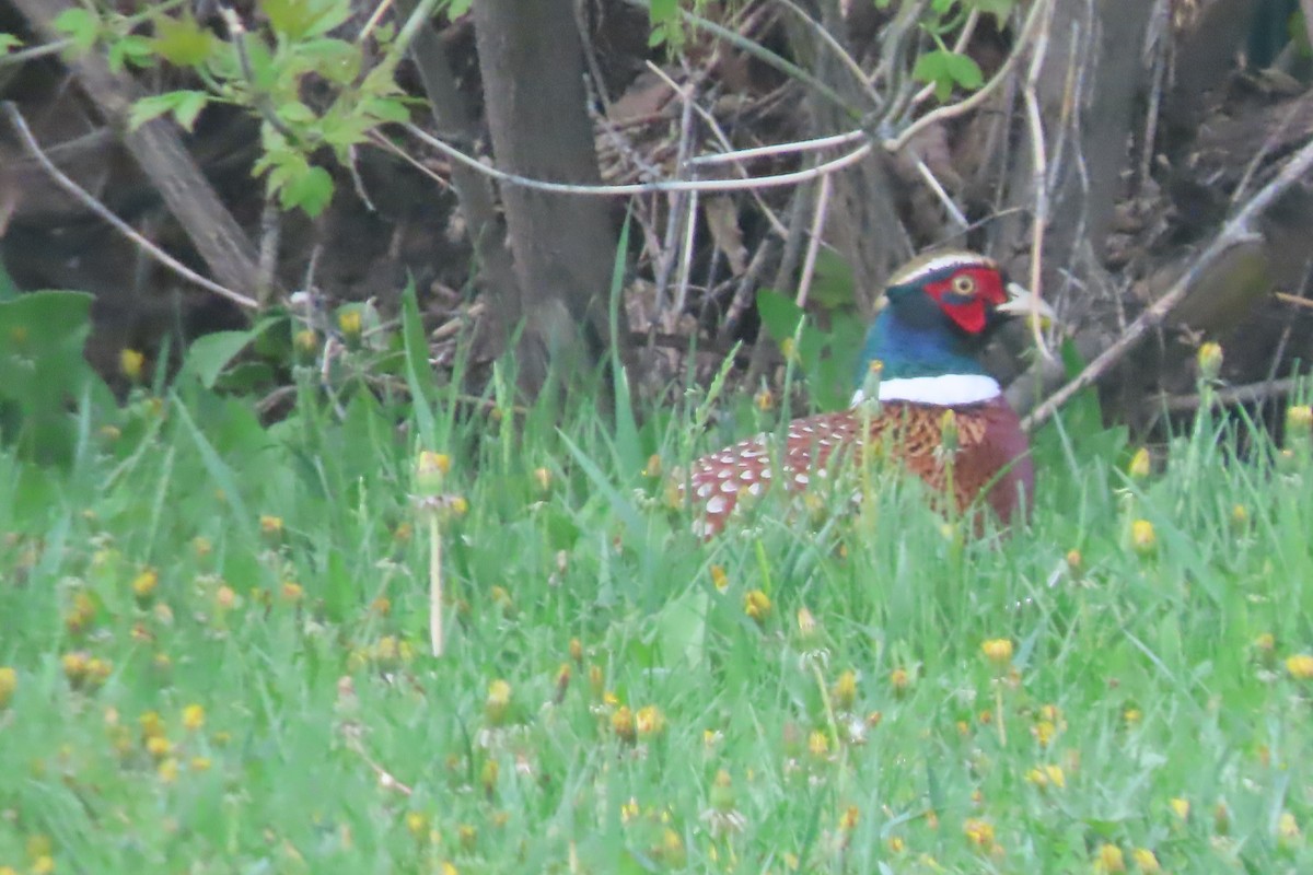 Ring-necked Pheasant - Mike Lesnik