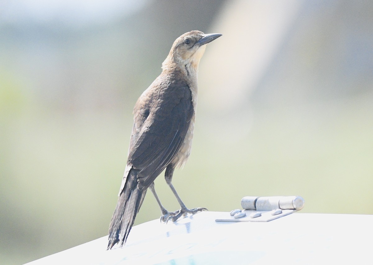 Boat-tailed Grackle - jianping dong