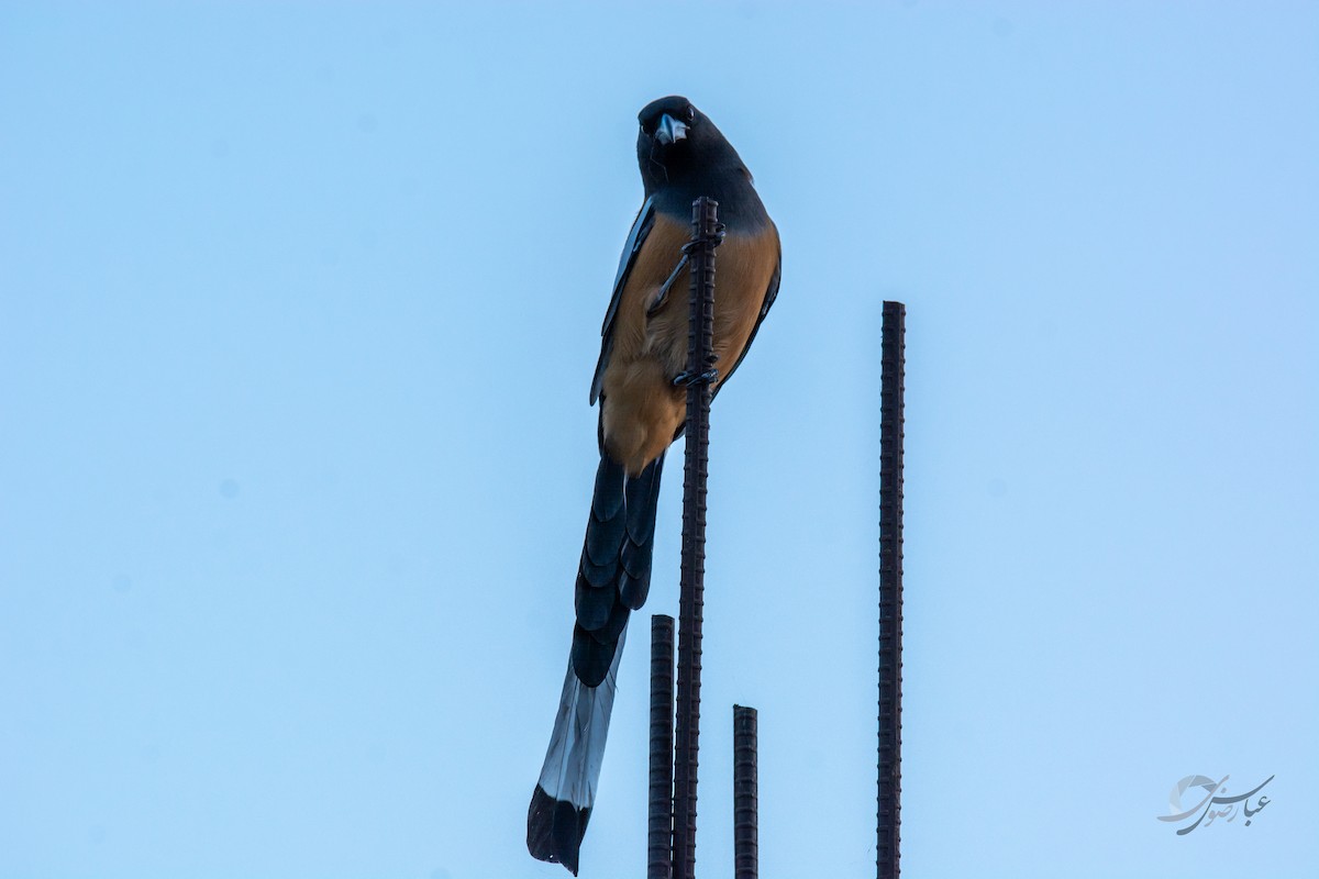 Rufous Treepie - ML619488303