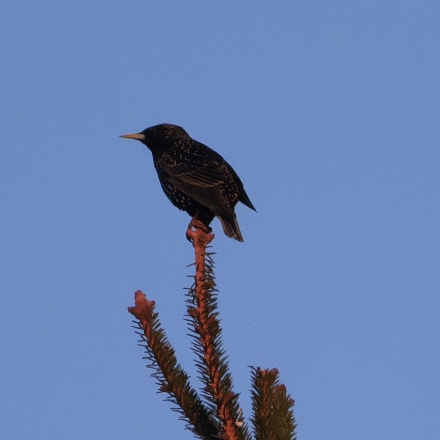 European Starling - Guillaume Charette