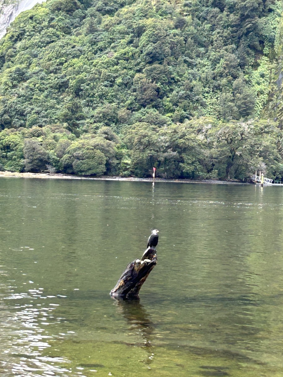 Little Pied Cormorant - Anonymous