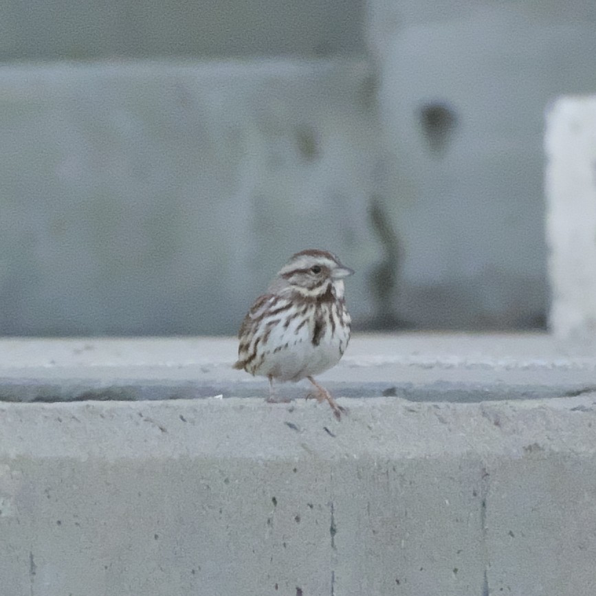 Song Sparrow - Guillaume Charette