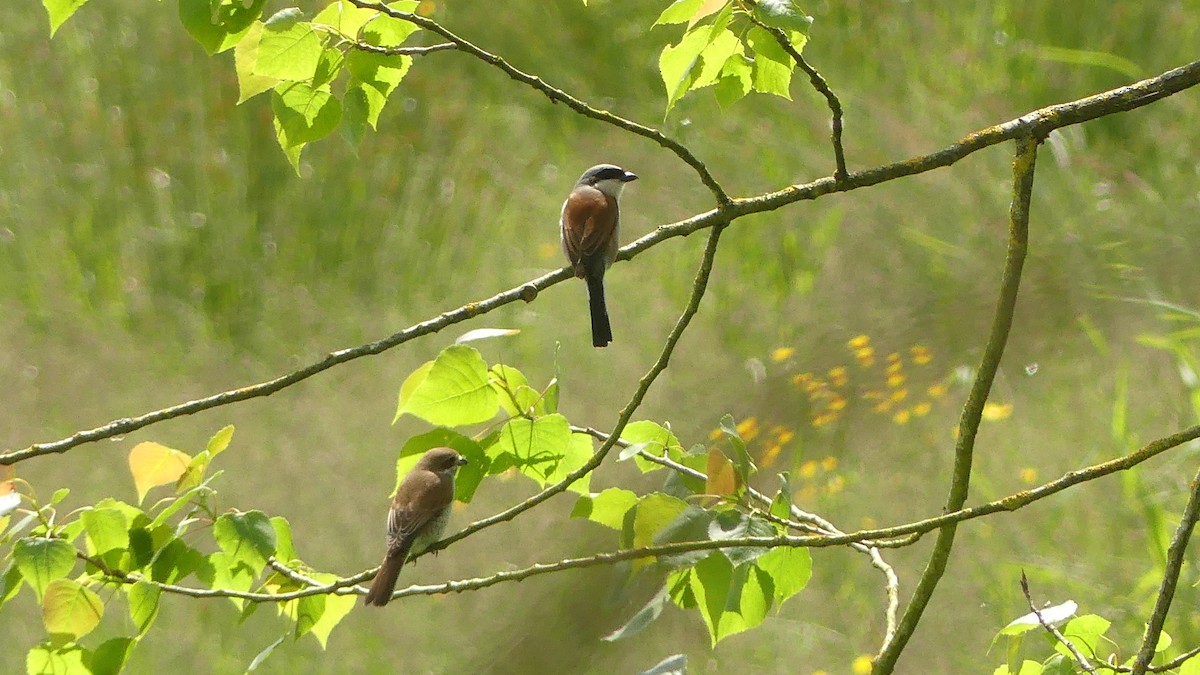 Red-backed Shrike - Gabriel  Couroussé