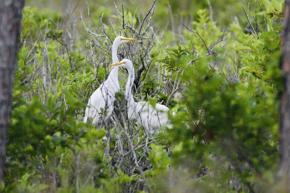 Great Egret - jianping dong