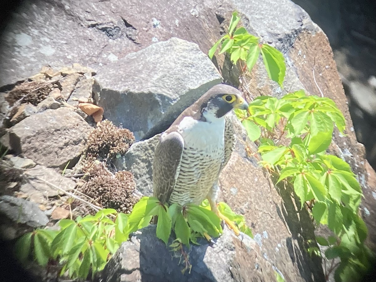 Peregrine Falcon - ML619488316