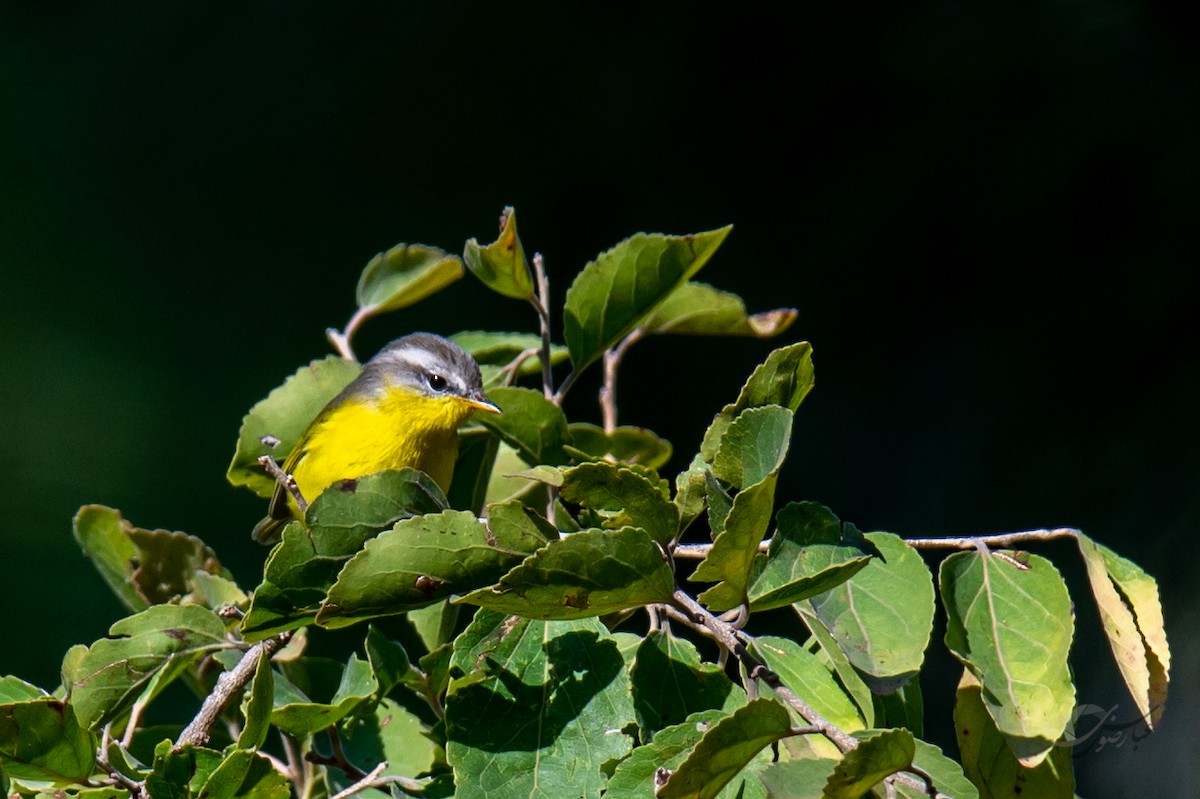 Gray-hooded Warbler - ML619488317