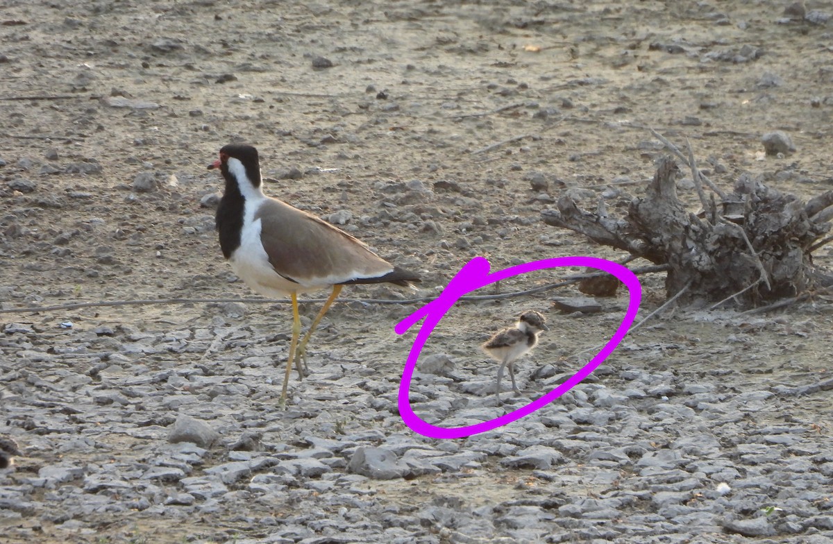 Red-wattled Lapwing - Prof Chandan Singh Dalawat