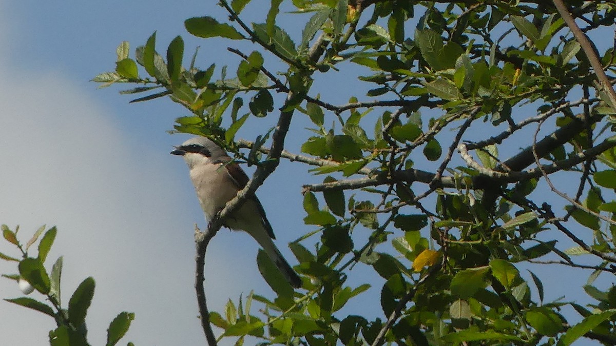 Red-backed Shrike - ML619488323