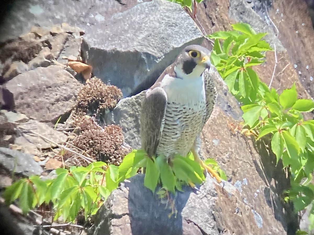 Peregrine Falcon - Stephen Broker