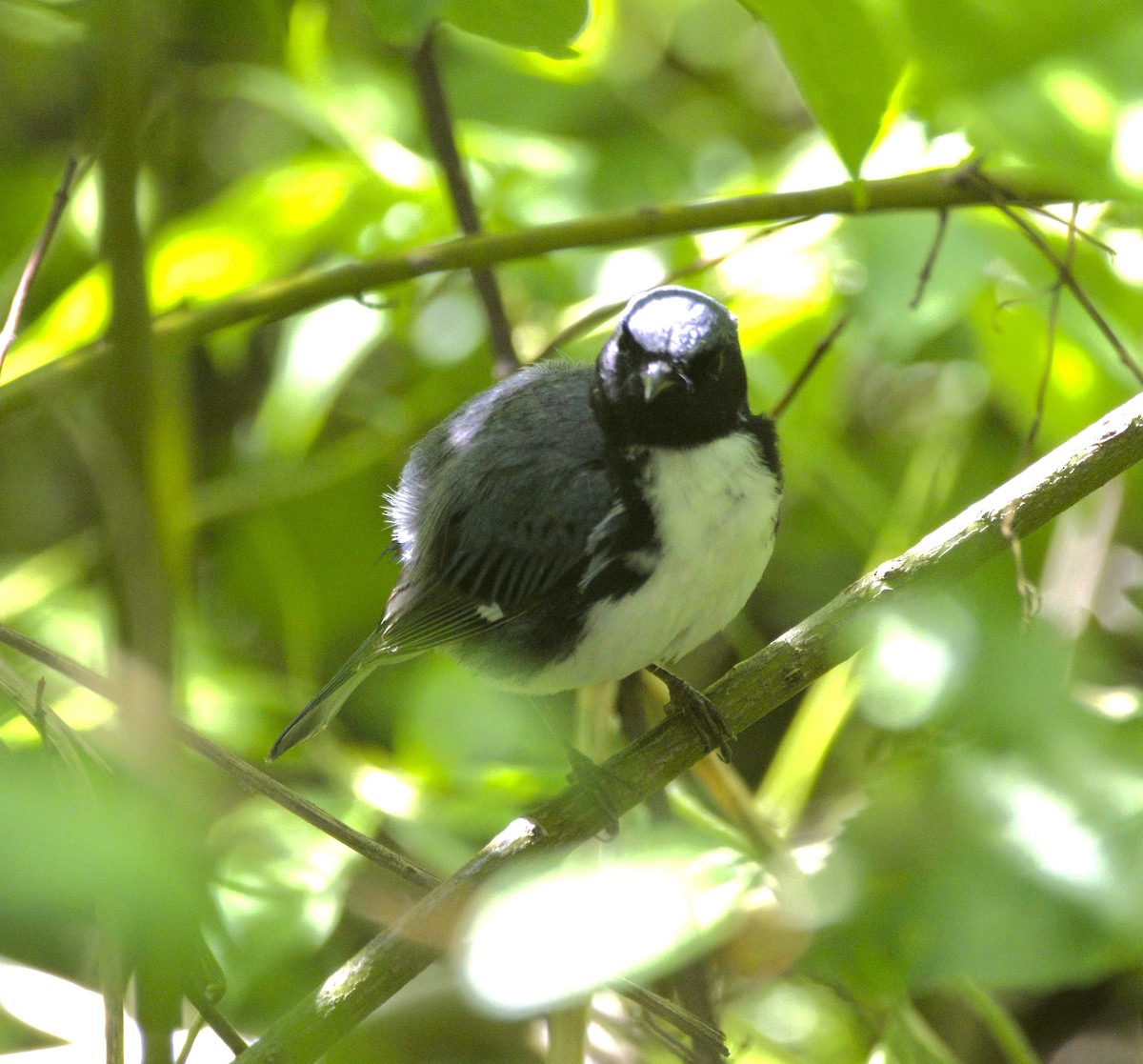 Black-throated Blue Warbler - Sue Riffe