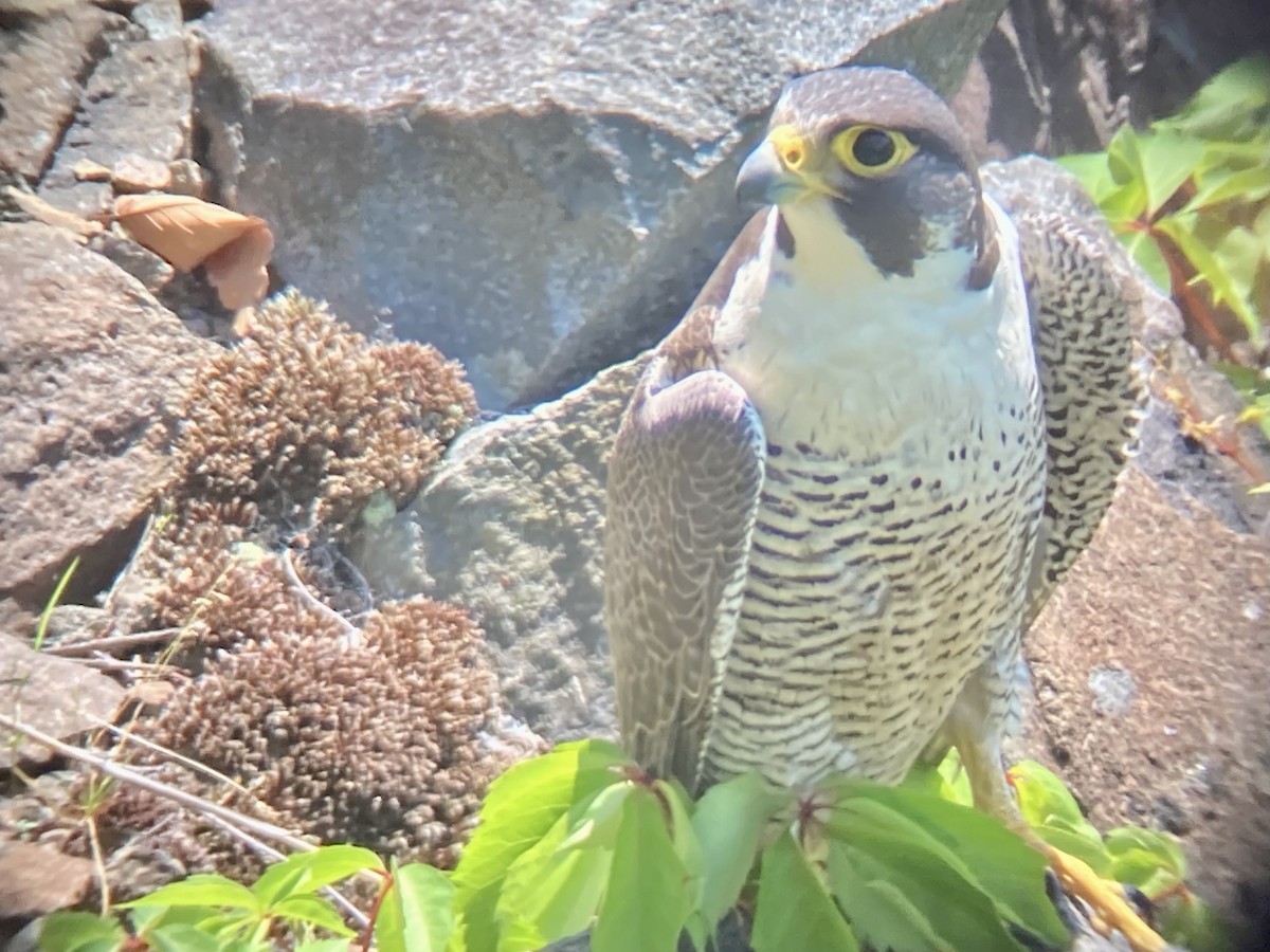 Peregrine Falcon - Stephen Broker