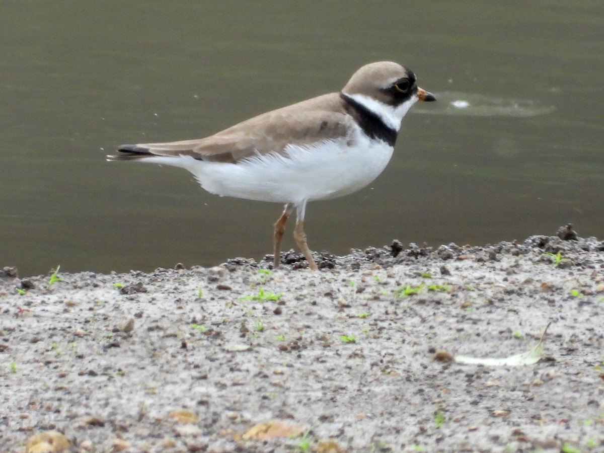 Semipalmated Plover - Anonymous