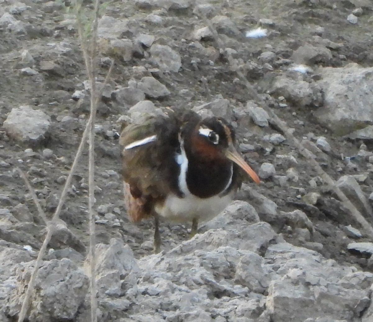 Greater Painted-Snipe - Prof Chandan Singh Dalawat