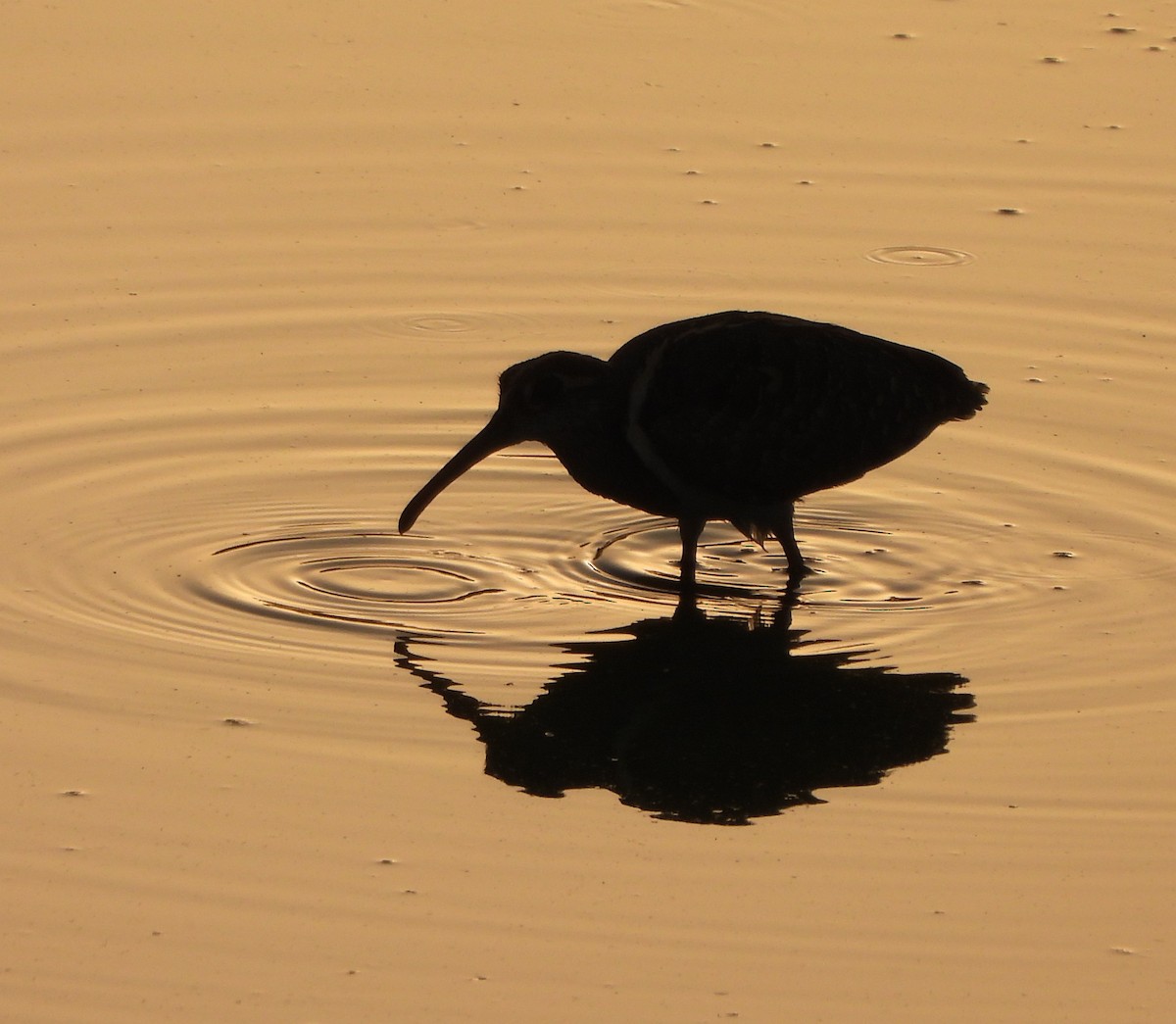 Greater Painted-Snipe - Prof Chandan Singh Dalawat