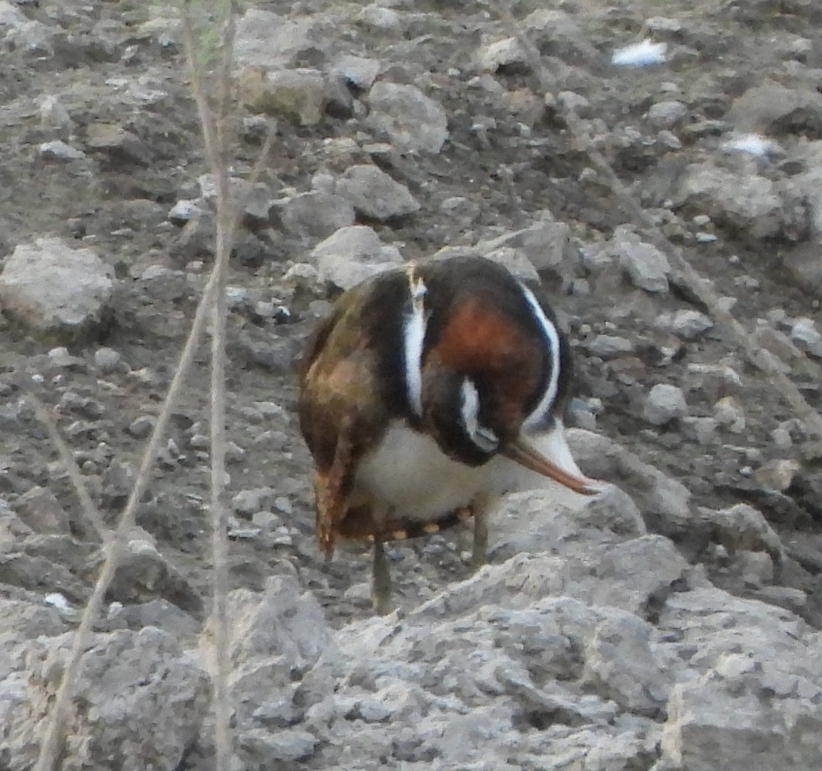 Greater Painted-Snipe - Prof Chandan Singh Dalawat