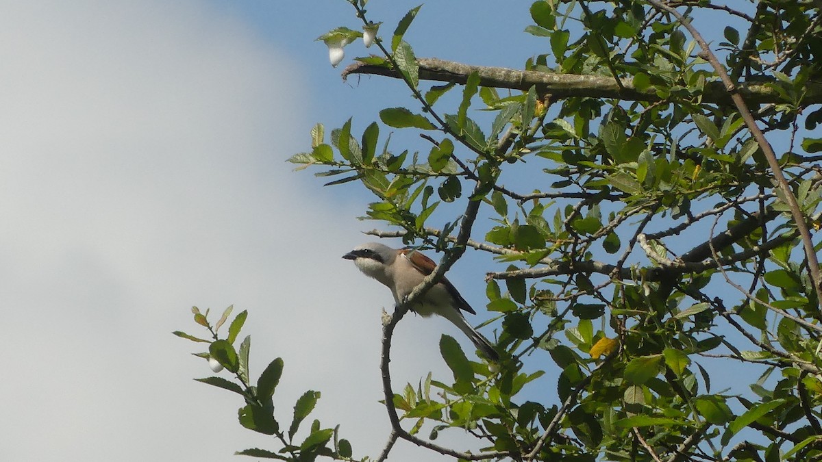 Red-backed Shrike - Gabriel  Couroussé