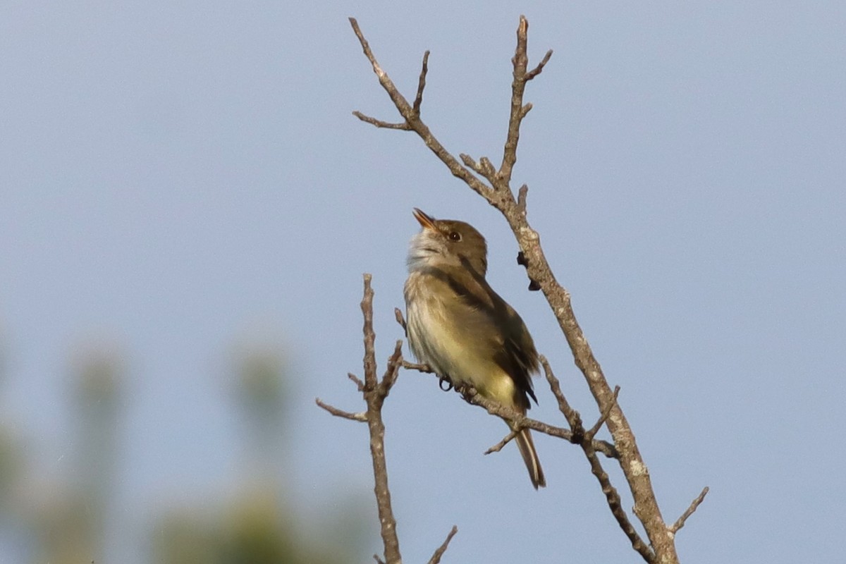 Alder Flycatcher - ML619488346