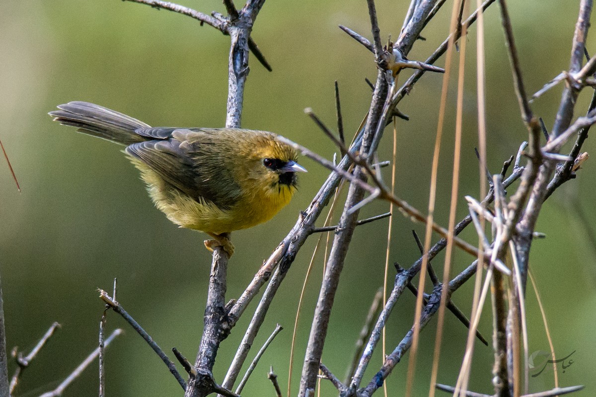Black-chinned Babbler - ML619488349