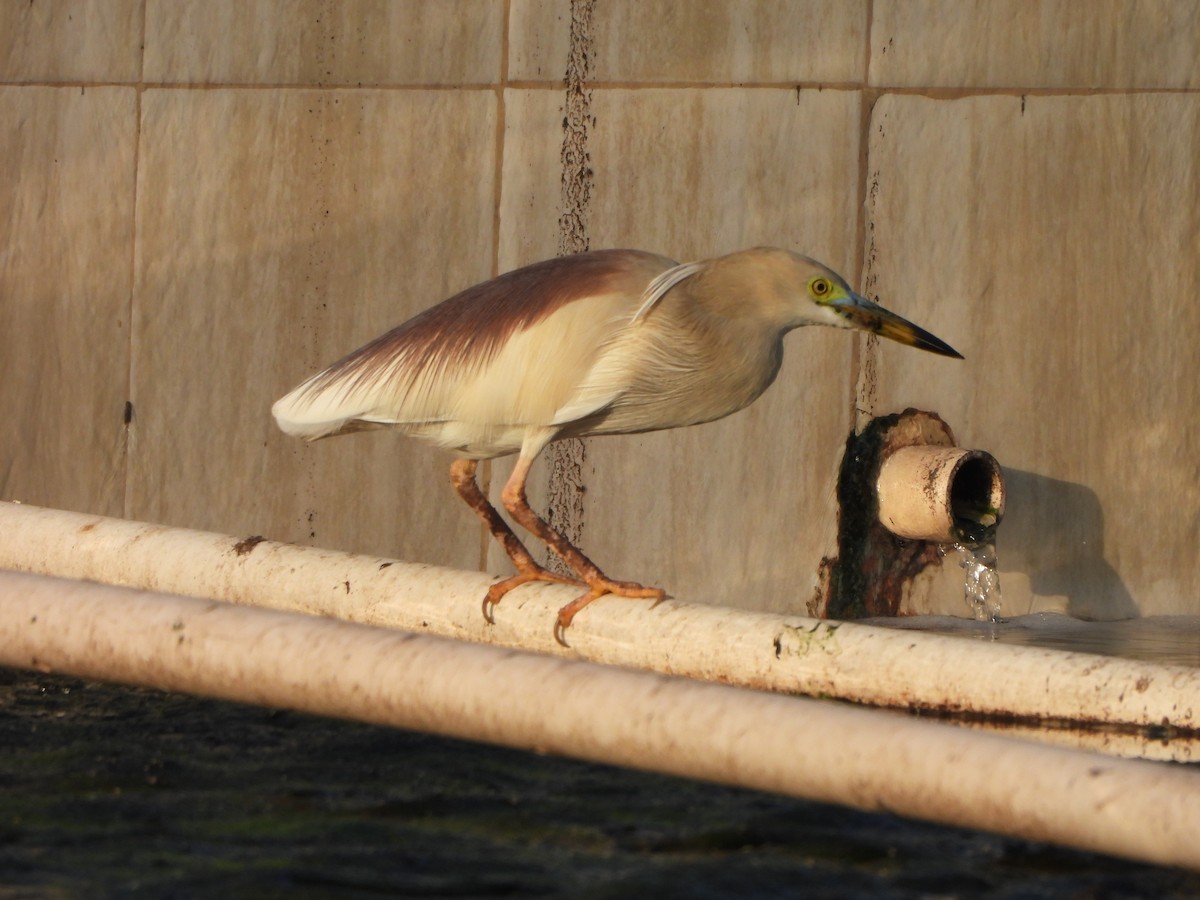 Indian Pond-Heron - Prof Chandan Singh Dalawat