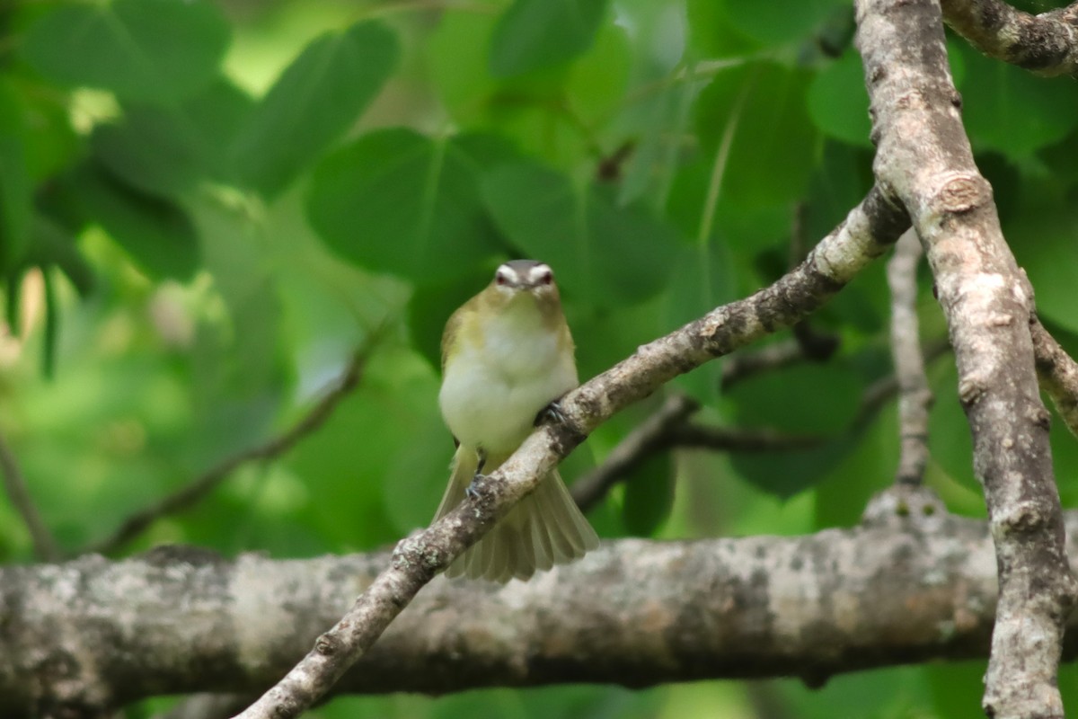 Red-eyed Vireo - ML619488356