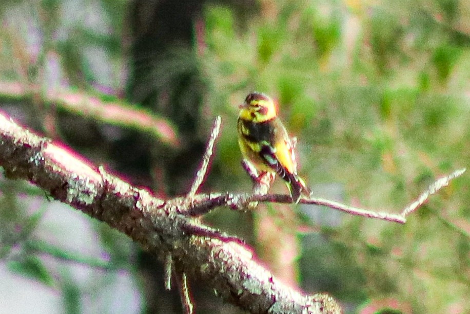 Yellow-breasted Greenfinch - Kiran Gosai