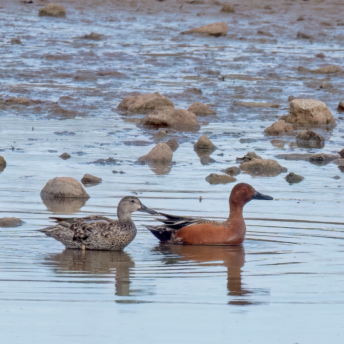 Cinnamon Teal - ML619488359