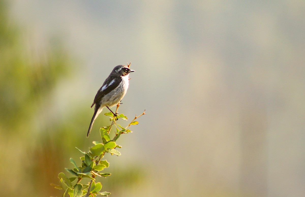 Gray Bushchat - Kiran Gosai