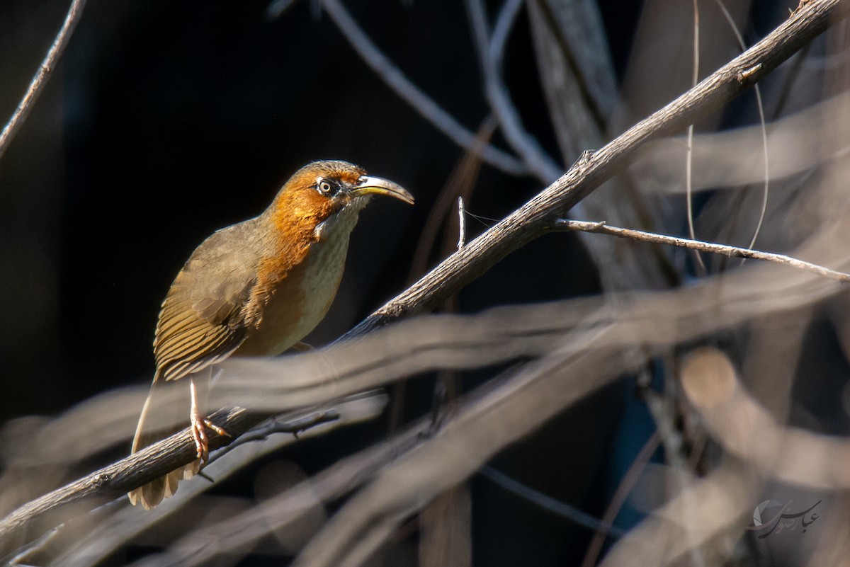 Rusty-cheeked Scimitar-Babbler - ML619488361