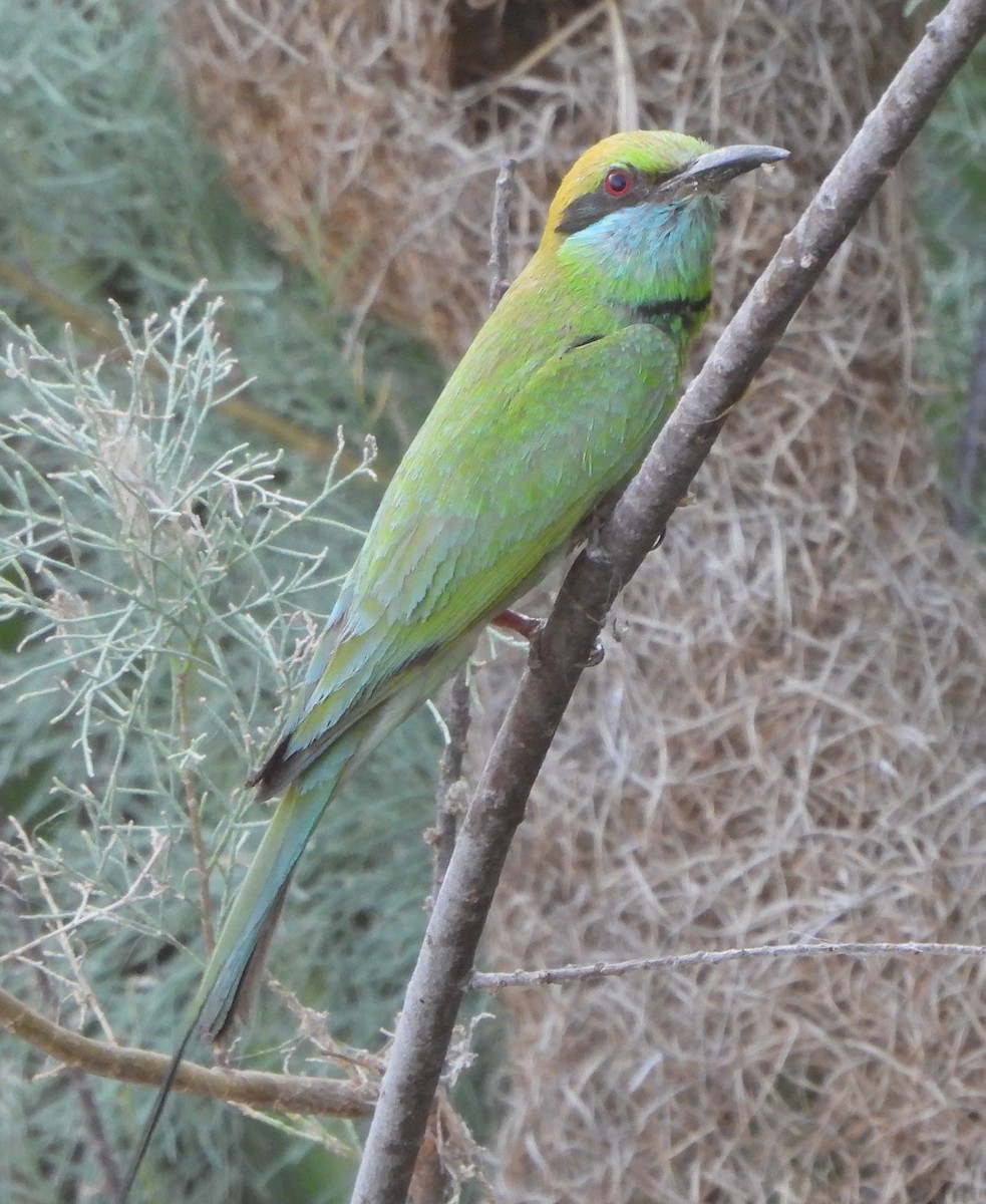 Asian Green Bee-eater - Prof Chandan Singh Dalawat