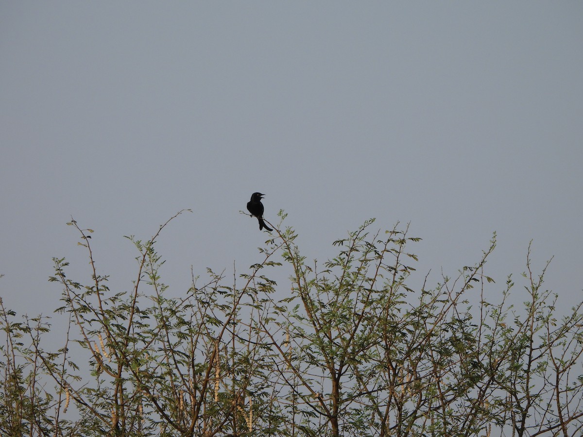 Black Drongo - Prof Chandan Singh Dalawat