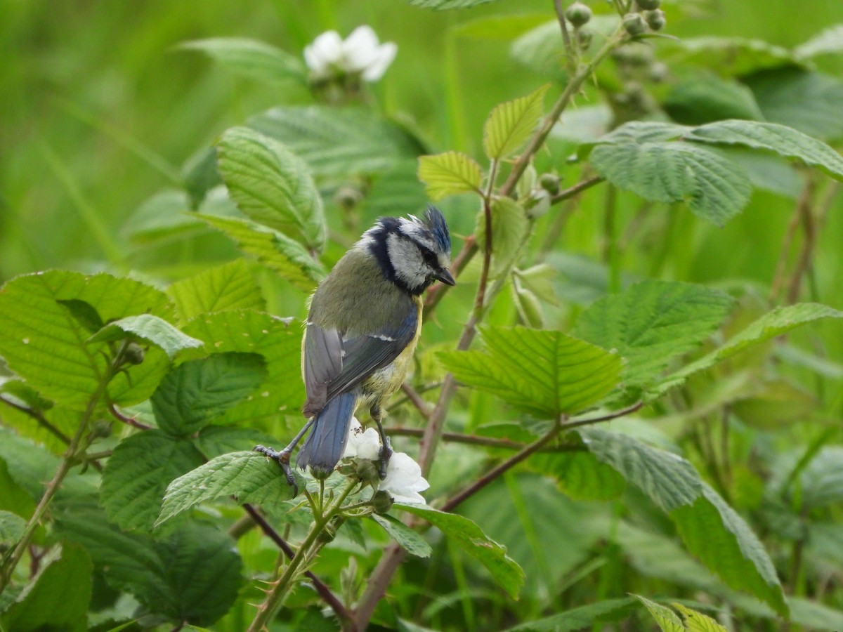 Eurasian Blue Tit - Haydee Huwel