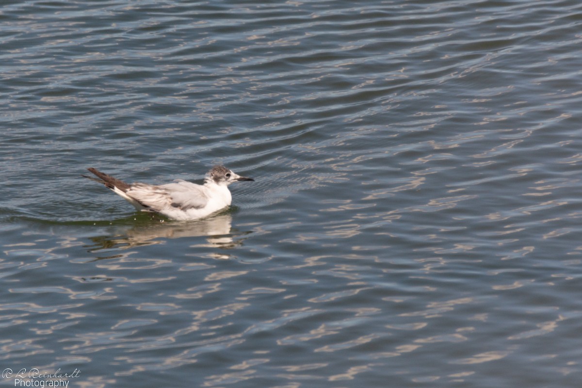 Mouette de Franklin - ML619488376