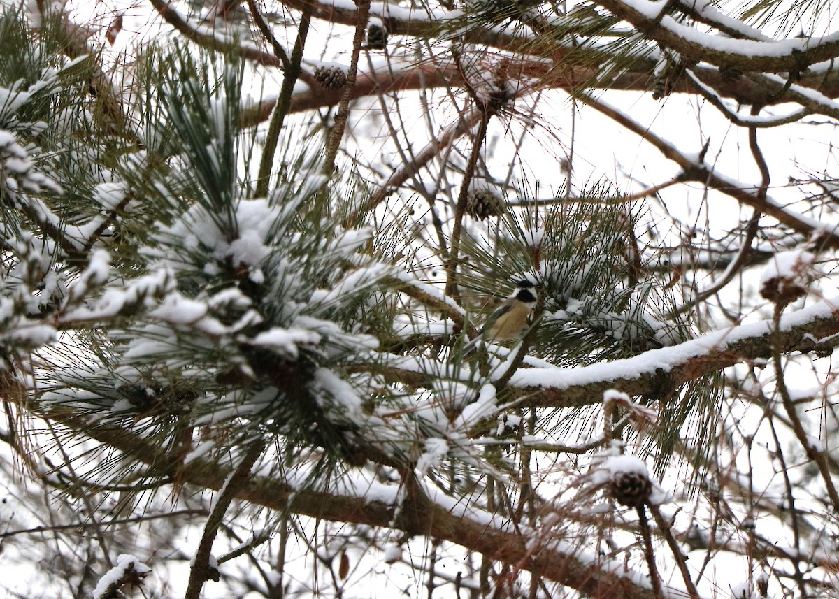 Black-capped Chickadee - Lisa Maier