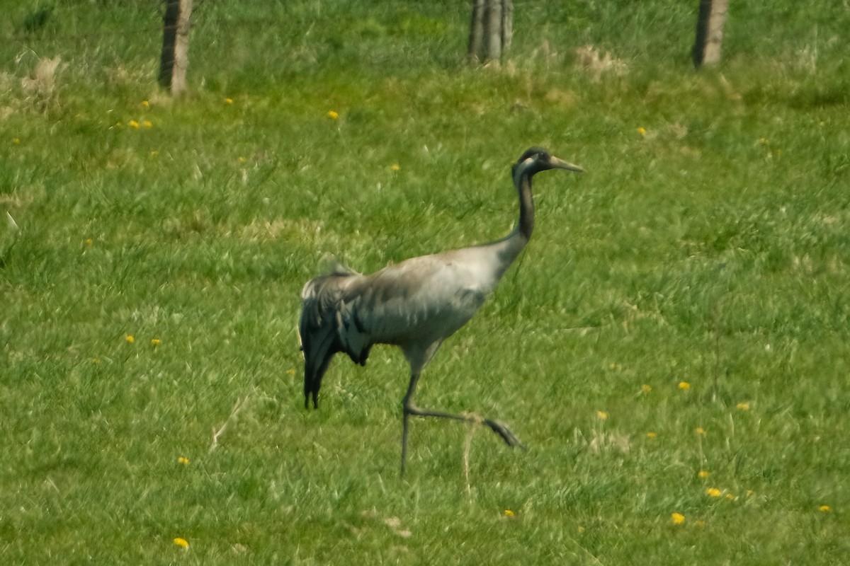 Common Crane - Devin Marshall