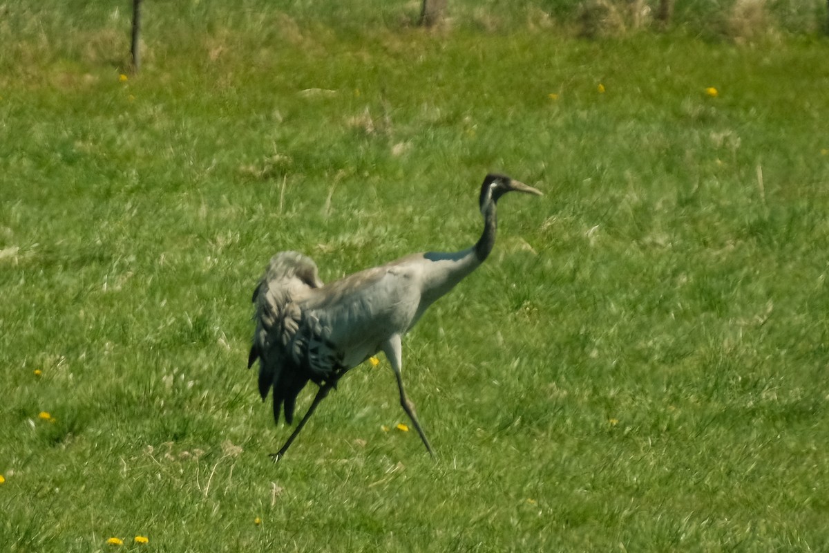 Common Crane - Devin Marshall