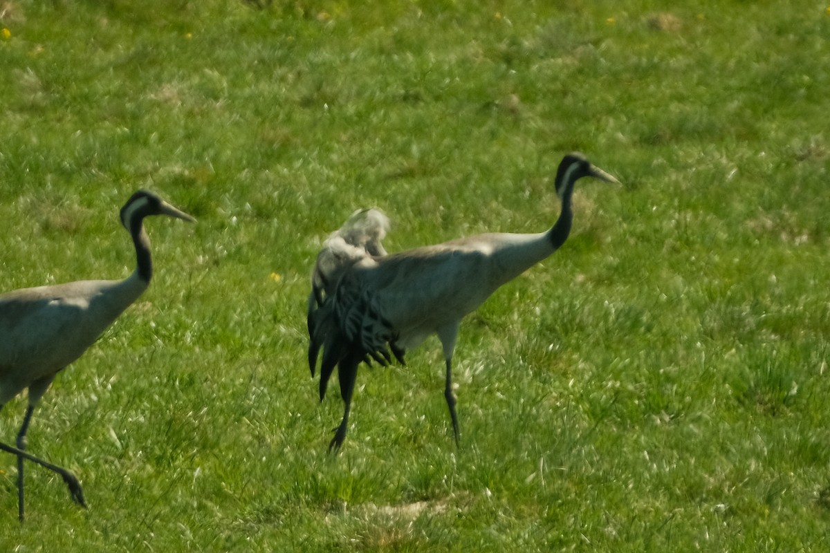 Common Crane - Devin Marshall