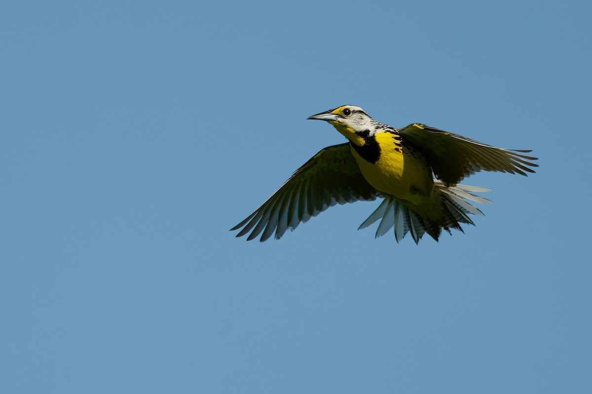 Eastern Meadowlark - R. Stineman