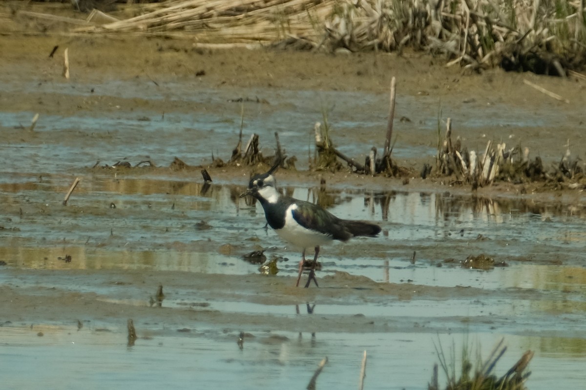 Northern Lapwing - Devin Marshall