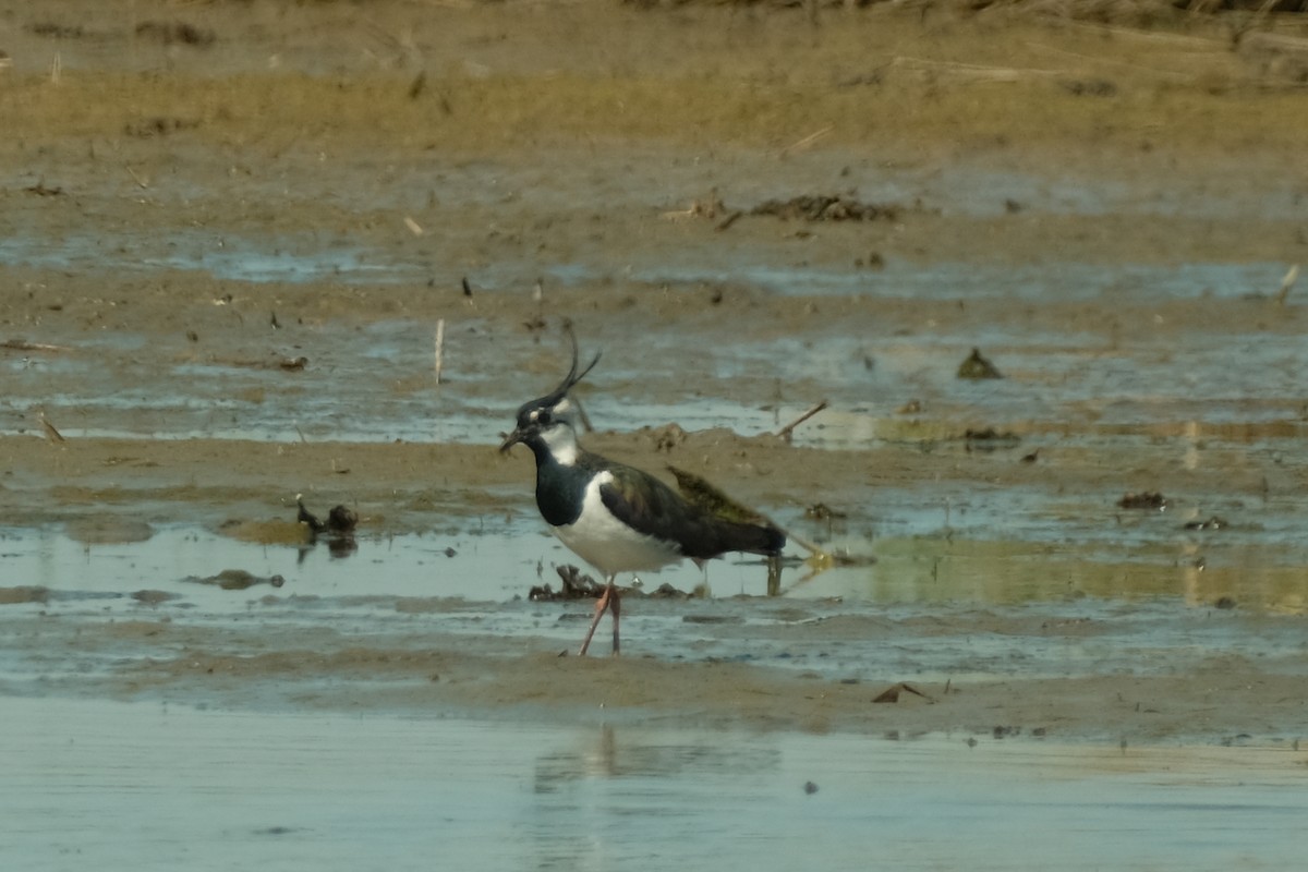 Northern Lapwing - Devin Marshall