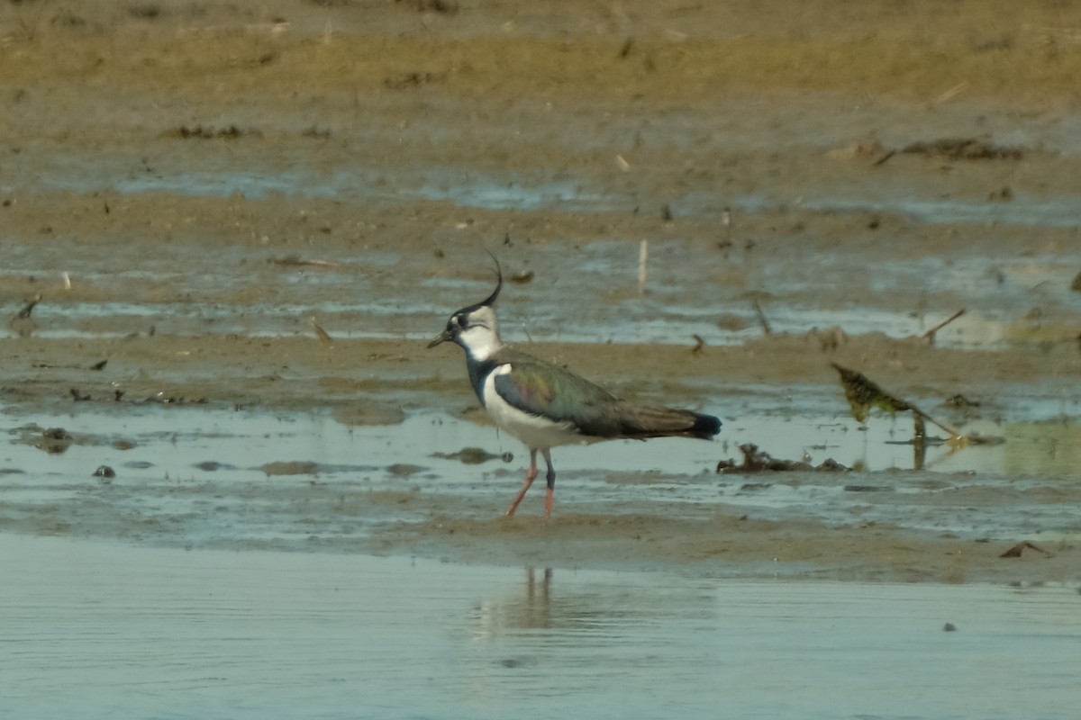 Northern Lapwing - Devin Marshall