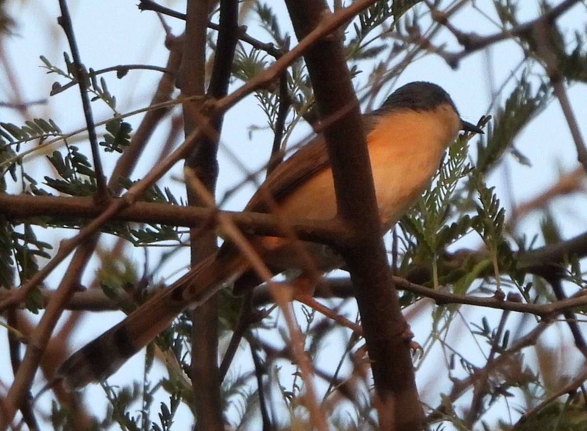 Ashy Prinia - Prof Chandan Singh Dalawat