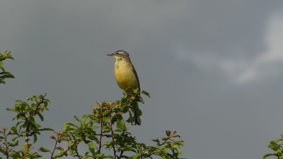 Western Yellow Wagtail - Gabriel  Couroussé