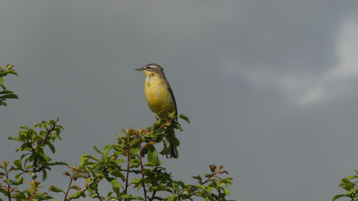 Western Yellow Wagtail - ML619488400