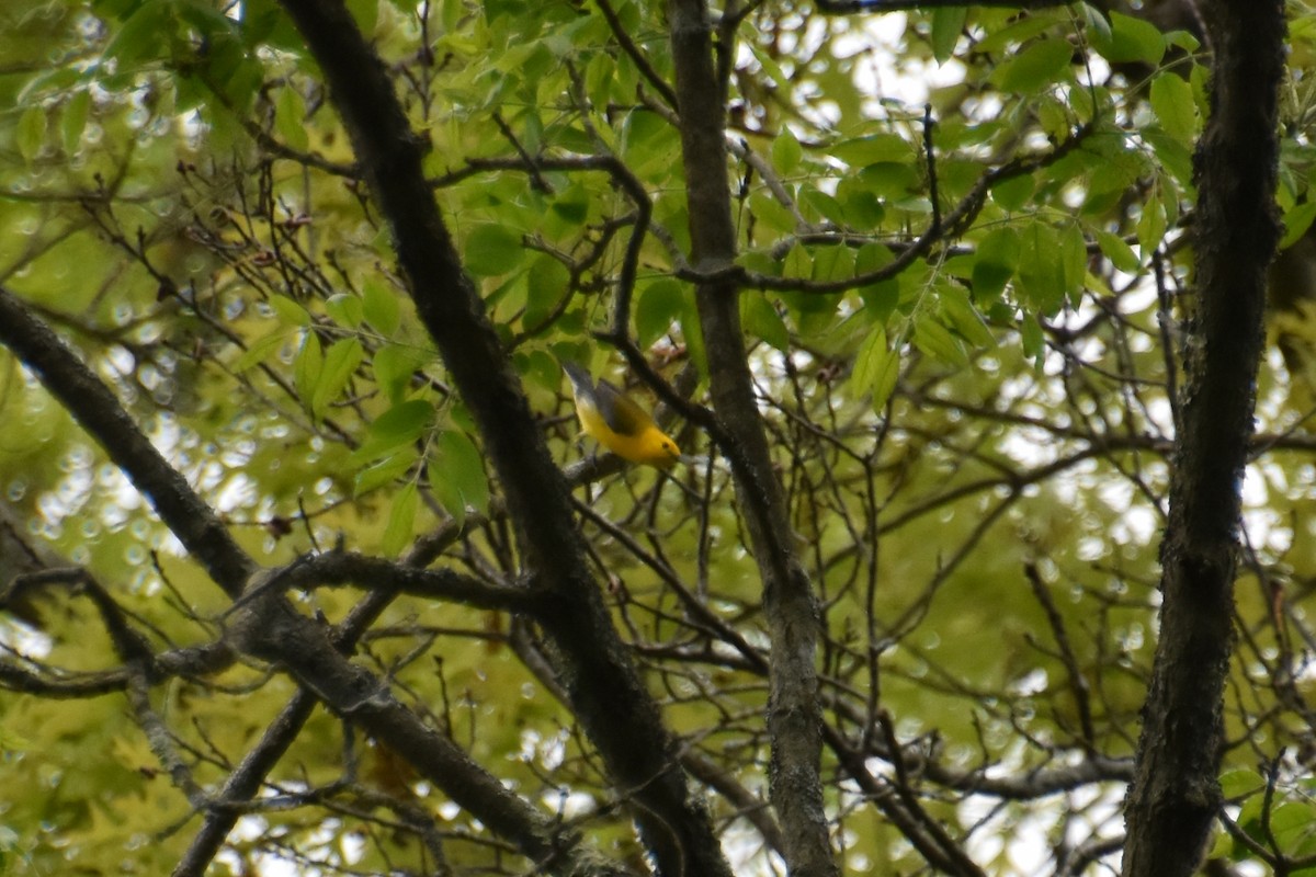 Prothonotary Warbler - Valerie Burdette