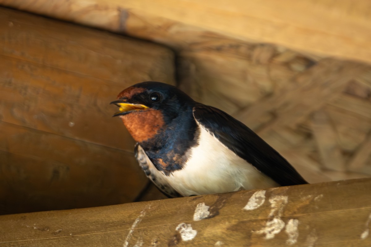 Barn Swallow - Devin Marshall