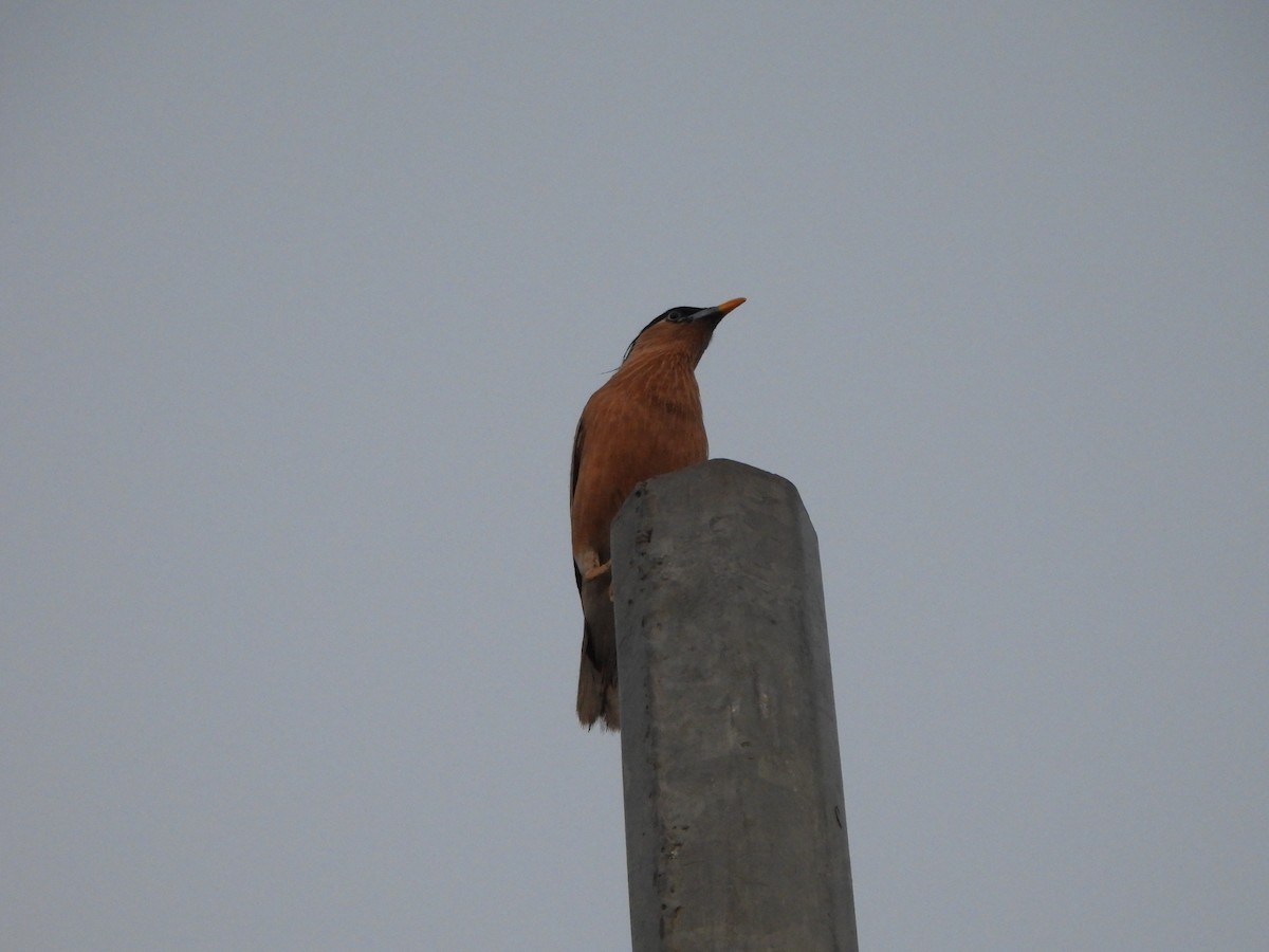 Brahminy Starling - Prof Chandan Singh Dalawat