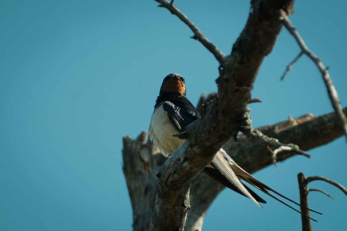 Barn Swallow - Devin Marshall